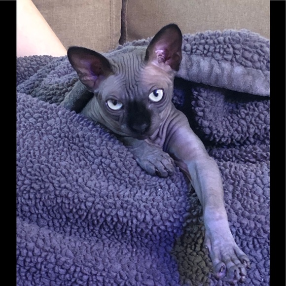 Meet your Posher, Elizabeth - Picture 3 of 3